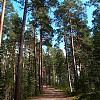 Finlandia to głównie lasy